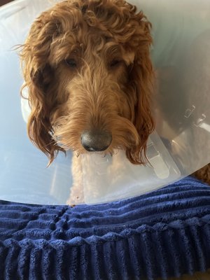 One of my pups still dazed from surgery