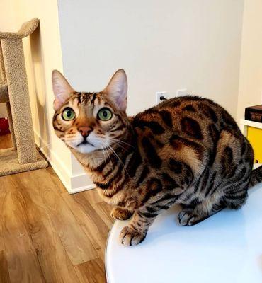 Pauli the Bengal