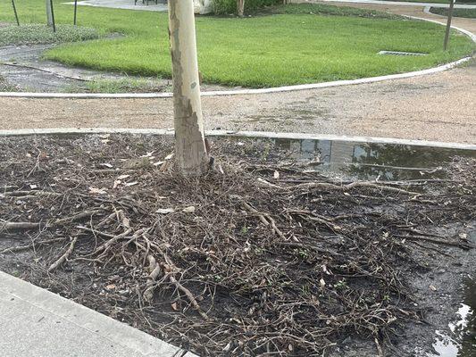 Maple Tree Vines above the Earth, with no dirt, grass or mulch for nutrients.