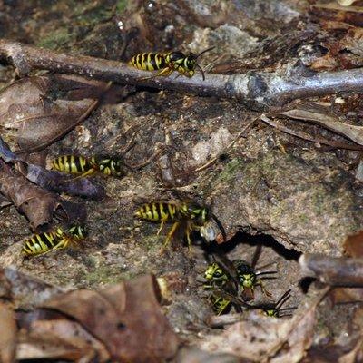 Ground nesting yellow jackets.