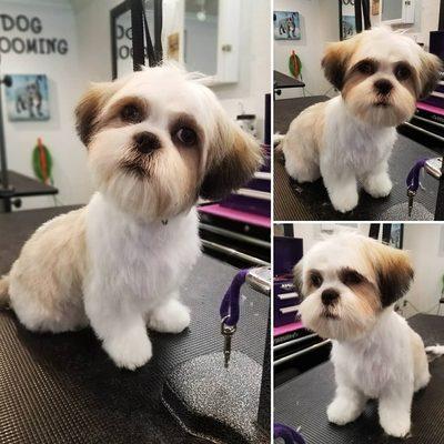 4 month old shih tzu after