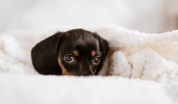 Puppy in a Minky Blanky