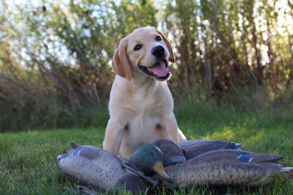 VanWaters Labradors