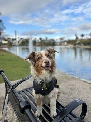 Betty Mae enjoying a walk around Echo Park Lake