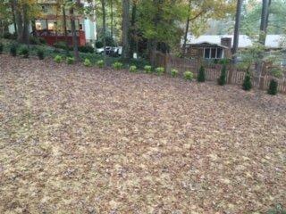 Part of back yard with screening plants and seeded yard.