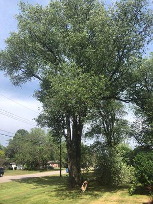 Lakeshore Tree Service