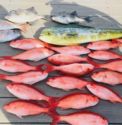 Mahi, Trigger, Porgie, and maxed out on Vermillion!