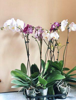 Orchids