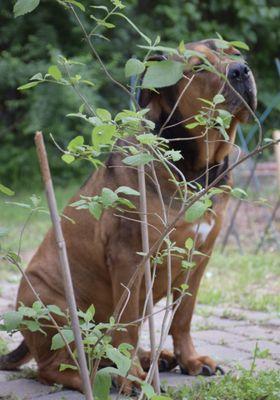 That's Sarge, who approves of Fort Woof Dog Park!