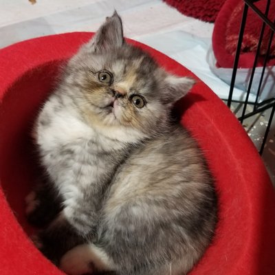 Exotic short hair persian delute tortie