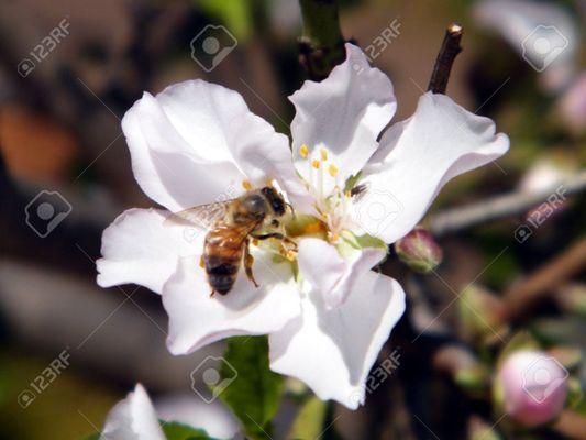 Bee collecting Pollen