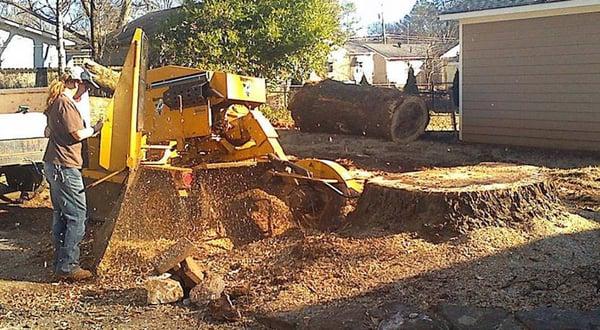 Here's a very large tree stump with lots of roots and a mound. Customer wanted the stump, roots, and entire area ground deep. We delivered.