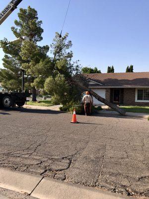 Large Pine tree removal