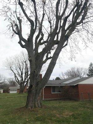 Removal of maple tree close to fence and home