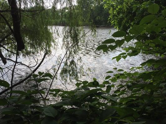 highly overgrown trail through woods leads one to this highly glamorous tidal mudflat along the Hackensack River..