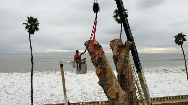 Large crane operation to remove eucalyptus at Butterfly Beach in Montecito, Ca