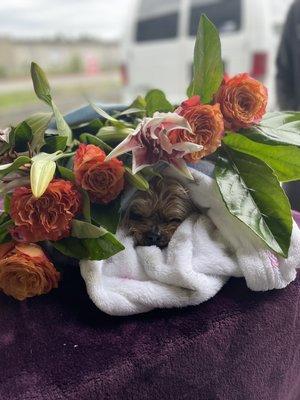 My lil girl wrapped with her favorite blankets and covered in flowers.