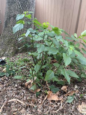 Salvias sliced in half by carelessness