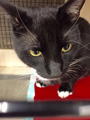 Beautiful cat for adoption from Anjellicle cat shelter