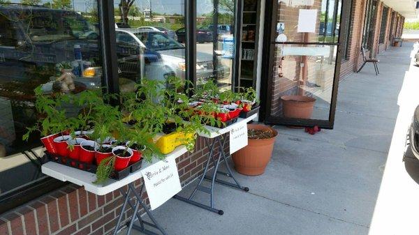 In the spring and early summer we have plants!  Herbs, veggies, and some flowers!