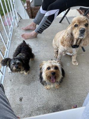 My dogs after a grooming! Don't they look fabulous!