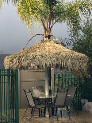 New Palapa.