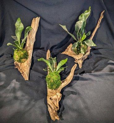 Staghorn ferns mounted on a client's driftwood; staghorn ferns are an easy-care houseplant