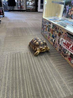 Tony the Tortoise.