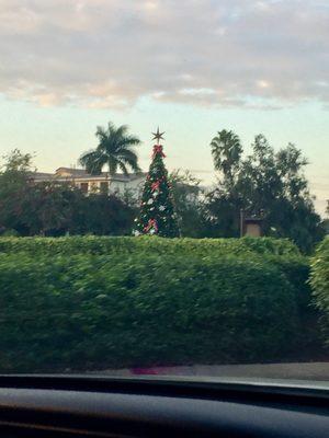 The beautiful Christmas tree in front of the South Gate