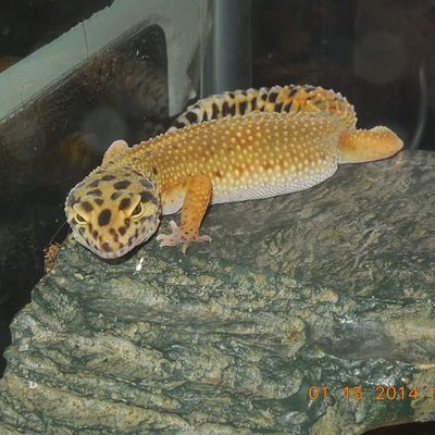 Charlie (rescued) Leopard Gecko