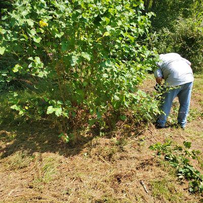 Shrub removal Www.rchandymanservicestx.com 936 648 4593