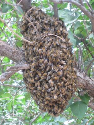 This is a swarm of bees.  They are looking for a location to start a hive.  This should never be exterminated, it should be t...