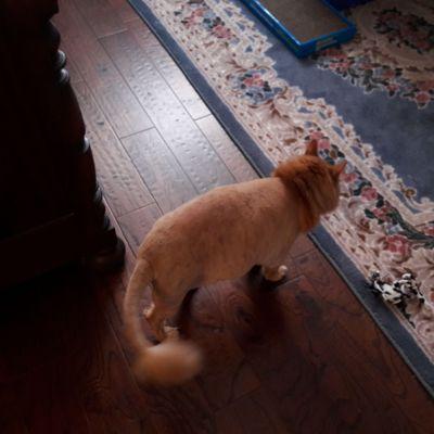 Side view of my Maine Coon showing off his new svelte lion cut by Groomingdales