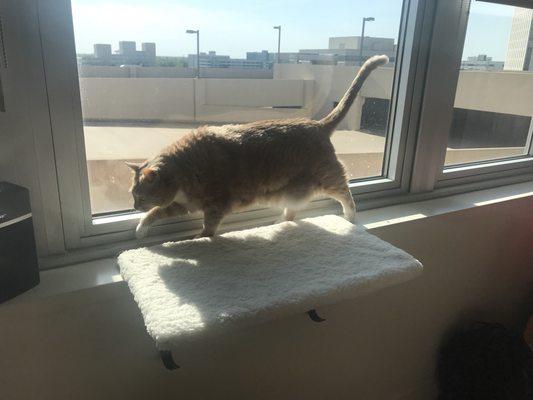 My cat love the window ledge so much