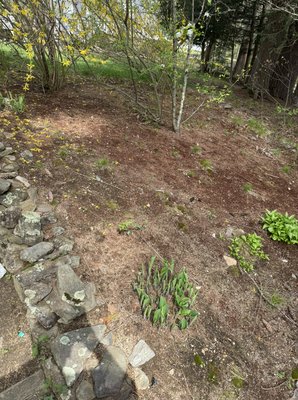 Mulch Bed Before (1)