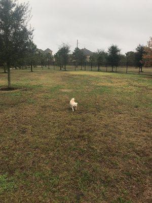 Cute little dog park!