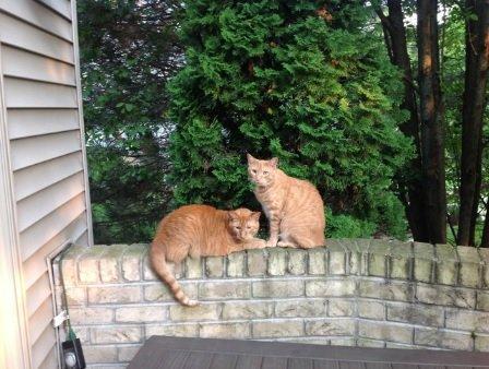 Scott's two cats, Bombay and Tanqueray