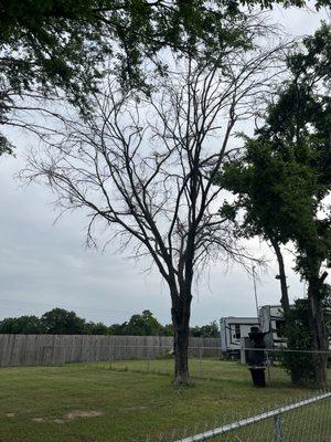 Tree removal in a dog area.