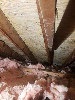 Mold in the attic near insulation