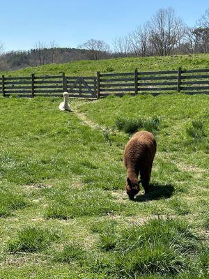 Llamas or alpacas