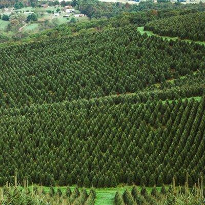 Tree Farm