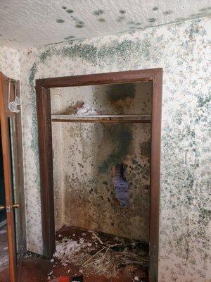 Mold remediation