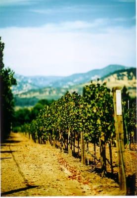 Wine Country Weddings are our specialty