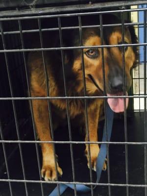 Penelope female German Shepard mix waiting patiently for her grooming to begin!