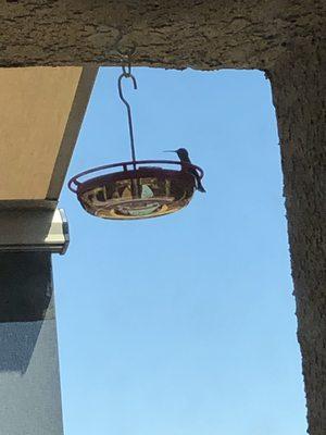 Hummingbird just likes to hang out of the heat...