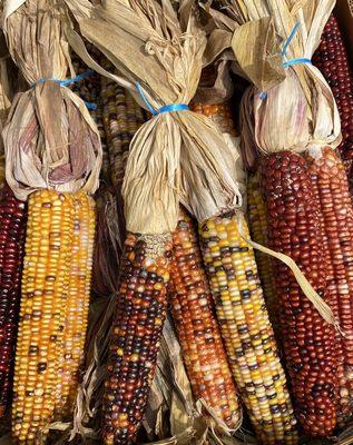 Indian Corn