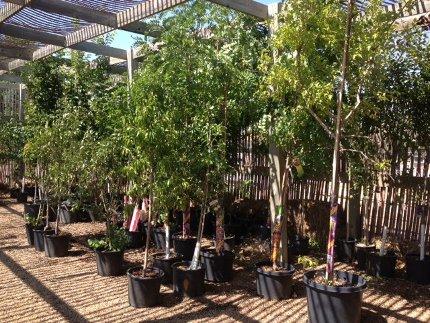 We have a great assortment of trees