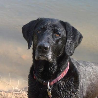 Red Barn Ranch and Labradors