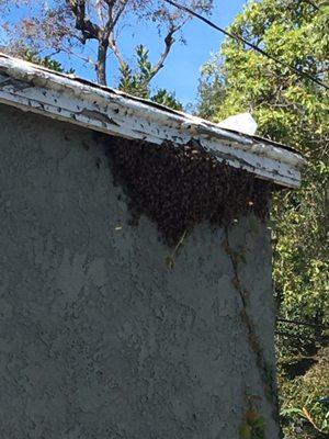 Swarm of bees.