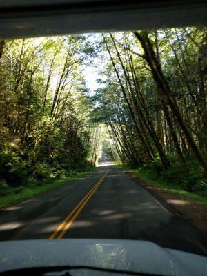 Drive in to Hoh Rainforest